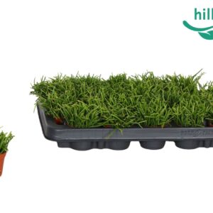 Rhipsalis baccifera 'Oasis' Rhipsalis bacci. 'Oasis' 6 cm
(20 Plants/Order)(6cmP 10cmH)