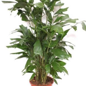 Caryota mitis Caryota mitis
(1 Plants/Order)(27cmP 130cmH)