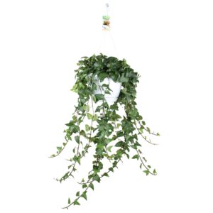 Hedera Mein Herz Hedera helix Mein Herz - hang/XXL
(1 Plants/Order)(24cmP 100cmH)