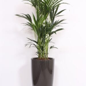 Howea forsteriana Howea Forsteriana in Santorini Pot "antraciet"
(1 Plants/Order)(40cmP 200cmH)