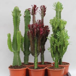 Euphorbia Euphorbia Desert mix
(6 Plants/Order)(17cmP 60cmH)
