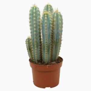 Pilosocereus pachycladus Pilosocereus azureus 13 cm
(6 Plants/Order)(13cmP 15cmH)