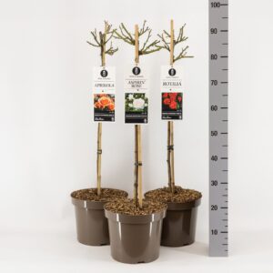 Rosa pink Classics (P) mix, stam 70, C7.5
(1 Plants/Order)(26cmP 100cmH)