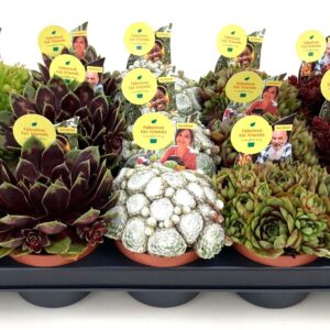 Sempervivum mix Sempervivum mix 10.5 - 5soort
(15 Plants/Order)(10.5cmP 10cmH)