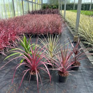 Cordyline mixed Cordyline mix 
(5 Plants/Order)(19cmP 40cmH)