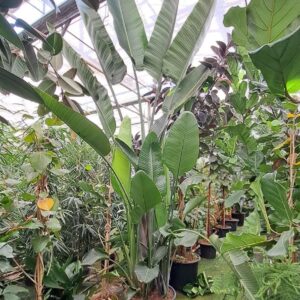 Strelitzia nicolai Strelitzia Nicolai bush XXL
(1 Plants/Order)(65cmP 500cmH)