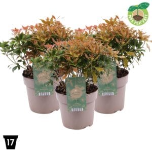 Pieris japonica Rosalinda
(1 Plants/Order)(17cmP 30cmH)