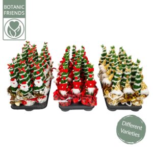 Chamaecyparis law. 'Ellwoodii Chamaecyparis Ellwoodii Christmas Friends ®
(18 Plants/Order)(9cmP 30cmH)