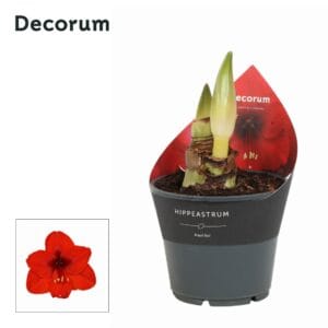 Hippeastrum Amaryllis Royal Red 2 bud Extra OP
(7 Plants/Order)(14cmP 25cmH)