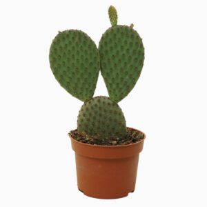 Opuntia microdasys macrocalyx 10,5 cm
(10 Plants/Order)(10.5cmP 15cmH)
