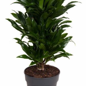 Dracaena Compacta Dracaena Compacta busch P21
(1 Plants/Order)(21cmP 70cmH)