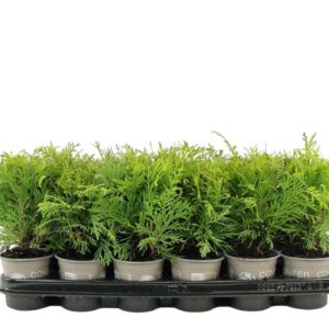 Thuja Golden Globe Thuja occidentalis 'Golden Globe'
(18 Plants/Order)(9cmP 15cmH)