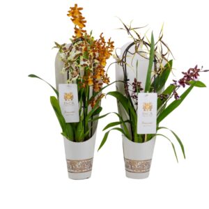 Orchideeen Orchideeën mixed in Potplants Inca Bouquesh
(6 Plants/Order)(12cmP 50cmH)