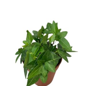 Hedera Shamrock Hedera helix Shamrock
(18 Plants/Order)(9cmP 5cmH)