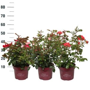 Rosa Rosa 'Mix' - Struik - P19 - Easy Elegance
(1 Plants/Order)(19cmP 25cmH)