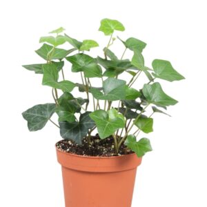 Hedera hibernica Hedera Hibernica
(12 Plants/Order)(13cmP 20cmH)