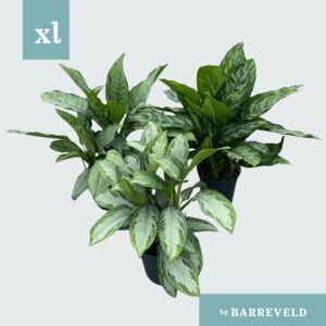 Aglaonema mixed Green Agla mix (Aglaonema) 
(1 Plants/Order)(24cmP 70cmH)