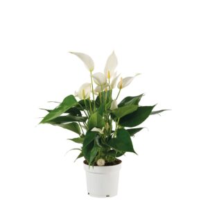 Anthurium Banderola Cava Anthurium Mille Fleurs Cava 12cm
(6 Plants/Order)(12cmP 40cmH)