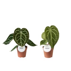 Anthurium Leaf Anthurium mix
(8 Plants/Order)(12cmP 20cmH)