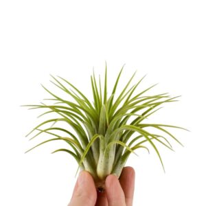 Tillandsia Tillandsia ionantha green XL
(15 Plants/Order)(8cmP 8cmH)