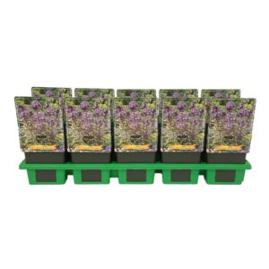 Phlox Paniculata Phlox paniculata 'Olympus' P11
(10 Plants/Order)(11cmP 25cmH)