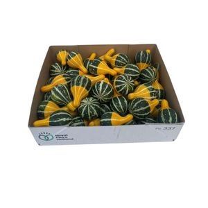 Cuc Pear Bicolor Plant 
(50 Plants/Order)(5cmP cmH)