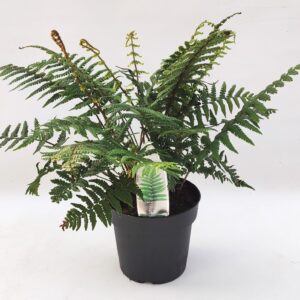 Dryopteris wallichiana Dryopteris wallichiana ES19 3,0l
(1 Plants/Order)(19cmP 30cmH)