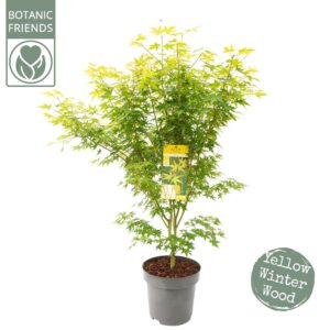 Acer palmatum Acer palm. 'Bi hoo' 
(1 Plants/Order)(30cmP 170cmH)