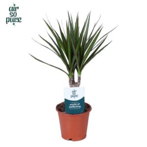 Dracaena marginata Dracaena Marginata p12 (Air So Pure)
(10 Plants/Order)(12cmP 45cmH)
