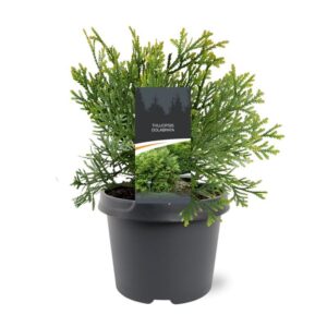Thujopsis dolabrata Thujopsis dolabrata
(1 Plants/Order)(19cmP 30cmH)