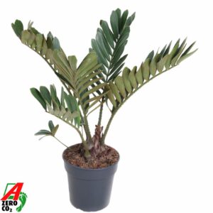 Zamia Zamia Furfuracea P21
(3 Plants/Order)(21cmP 90cmH)