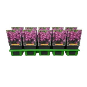 Phlox Paniculata Phlox paniculata 'Purple Kiss' P11
(10 Plants/Order)(11cmP 25cmH)