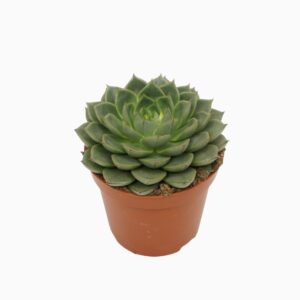 Echeveria Echeveria fabiola 8,5 cm
(12 Plants/Order)(8.5cmP 10cmH)