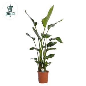 Strelitzia nicolai Strelitzia Nicolai p27 (Air so Pure)
(1 Plants/Order)(27cmP 160cmH)