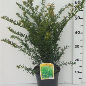 Taxus other Taxus media 'Green Mountain'
(1 Plants/Order)(19cmP 65cmH)