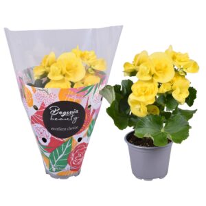 Begonia Blitz Begonia dark yellow standaard hoes
(11 Plants/Order)(9cmP 22cmH)