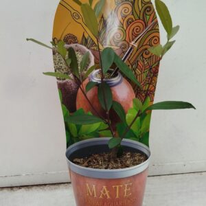 Ilex Ilex paraguariensis
(10 Plants/Order)(12cmP 20cmH)