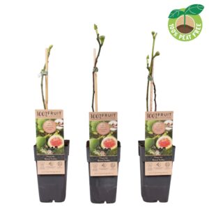 Ficus carica Ficus carica 'Brown Turkey'
(10 Plants/Order)(15cmP 50cmH)