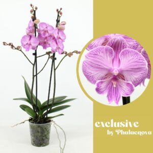 Phalaenopsis other pink (enkele ta Laura 2-tak 60cm (GROEN)
(6 Plants/Order)(12cmP 60cmH)