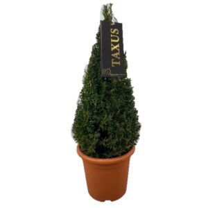 Taxus baccata Taxus baccata Pyramiden p20 (th) 50-+ ©
(1 Plants/Order)(20cmP 45cmH)