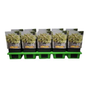 Hosta x fortunei Hosta 'Bobcat' P11
(10 Plants/Order)(11cmP 25cmH)