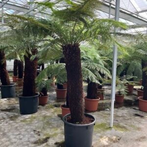 Dicksonia antarctica Dicksonia antarctica
(1 Plants/Order)(70cmP 320cmH)