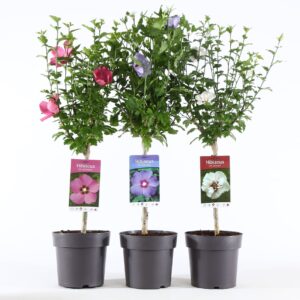 Hibiscus syriacus Hibiscus syr. mix stam 30
(1 Plants/Order)(19cmP 95cmH)