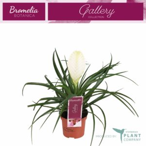 Tillandsia cyanea Biancini Tillandsia Biancinni 9 cm
(12 Plants/Order)(9cmP 35cmH)