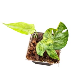 Epipremnum pinnatum pinnatum Marble Epipremnum Pinnatum MINT
(12 Plants/Order)(9cmP 20cmH)