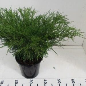Juniperus sabina
(1 Plants/Order)(19cmP 65cmH)