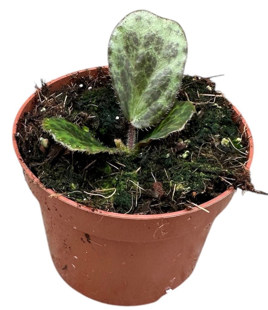 Begonia Begonia Blancii Mottled (9 Plants/Order)(10.5cmP 15cmH) - The ...
