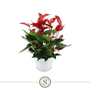 Anthurium Banderola Roja Anthurium Mille Fleurs Roja 20cm Napoli schaal
(1 Plants/Order)(20cmP 45cmH)