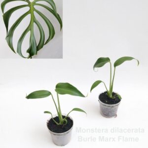 Monstera Monstera dilacerata Burle Marx Flame 7cm
(12 Plants/Order)(7cmP 12cmH)
