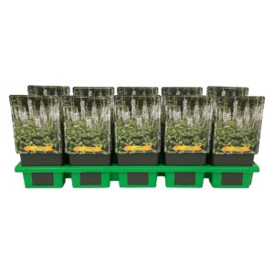 Veronica spicata Icicle Veronica spicata 'Icicle' P11
(10 Plants/Order)(11cmP 25cmH)